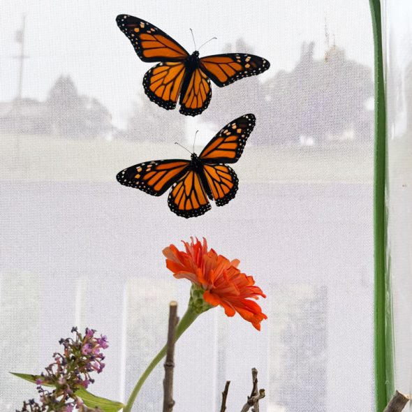 how to raise monarch butterflies at home - releasing butterflies