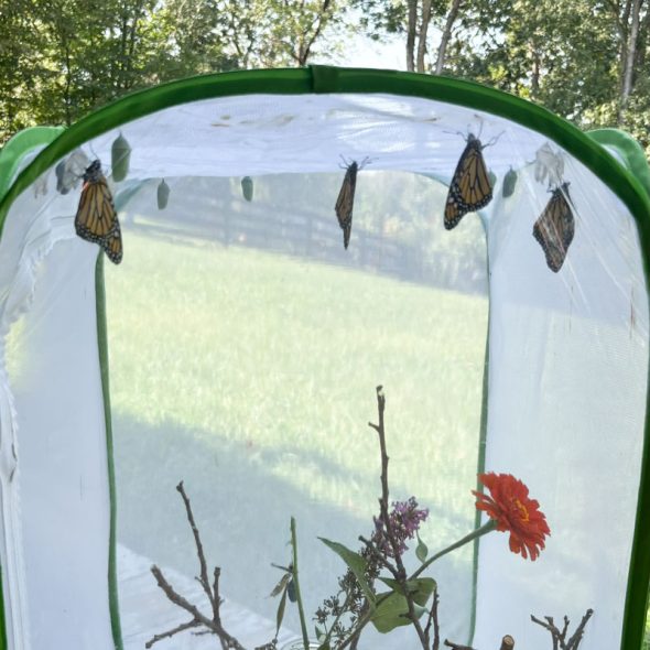 how to raise monarch butterflies at home - multiple butterflies at once