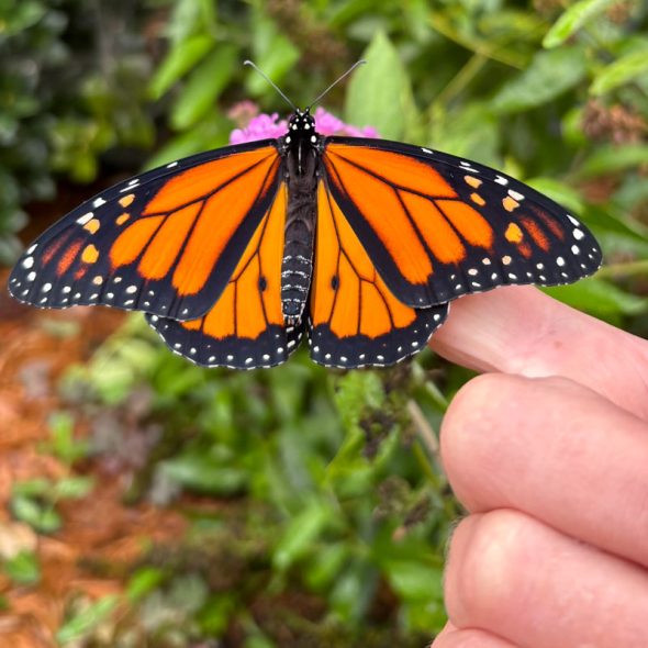 how to raise monarch butterflies at home - identifying a male butterfly