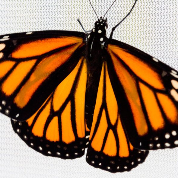 how to raise monarch butterflies at home - identifying a female butterfly