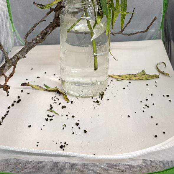 how to raise monarch butterflies at home - frass or poop