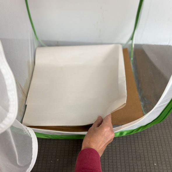 how to raise monarch butterflies at home - cardboard paper liner