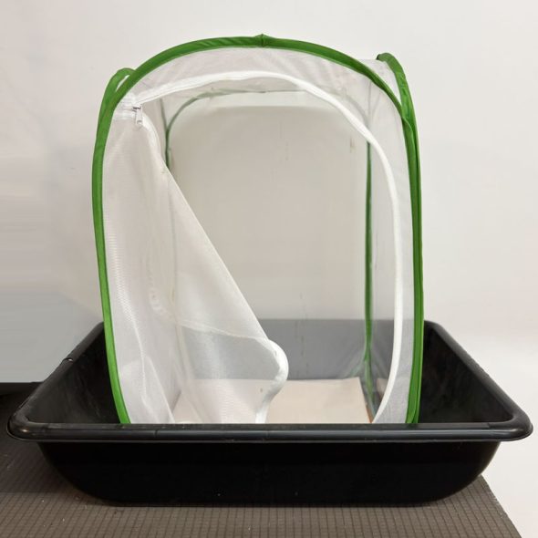 how to raise monarch butterflies at home - plastic tub for cleanliness