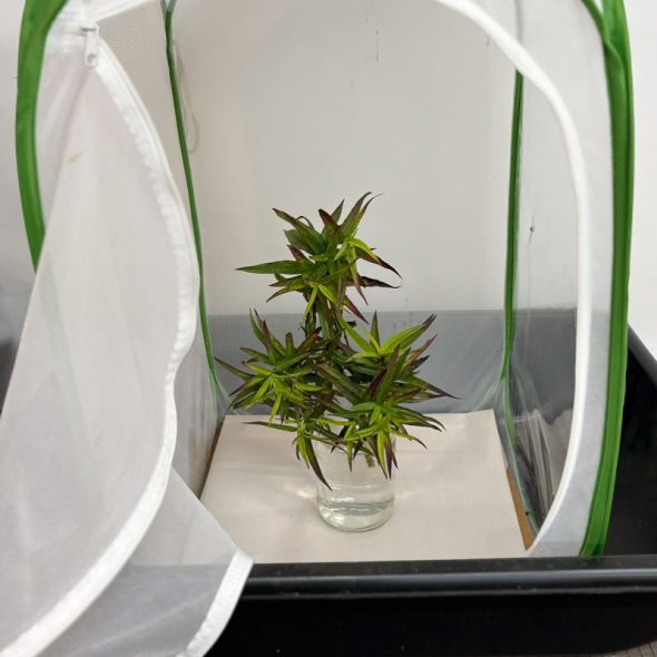 how to raise monarch butterflies at home - milkweed in jar