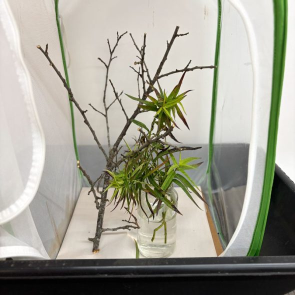 how to raise monarch butterflies at home - sticks for butterflies to land on